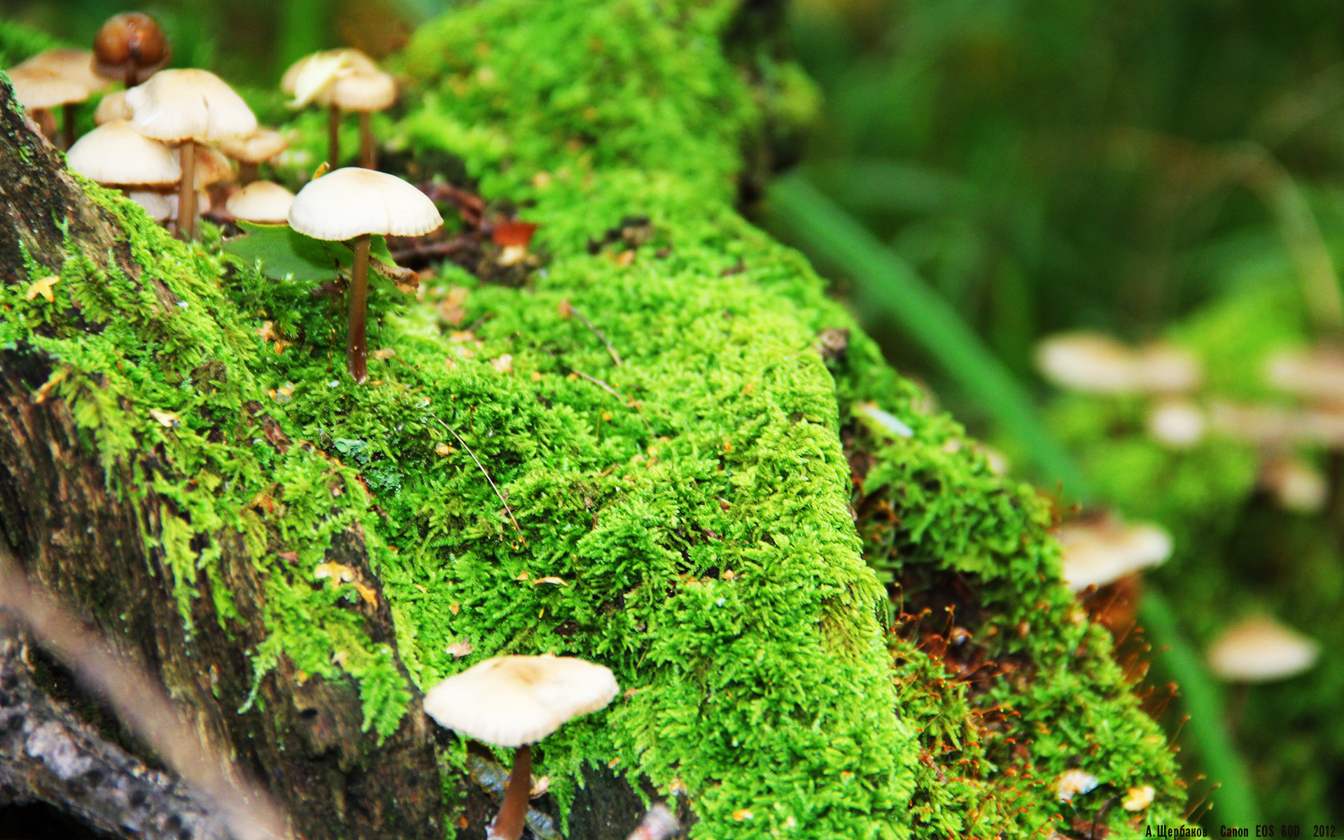 双城记，字母哥血战终险胜，拉文孤星闪耀带队破局