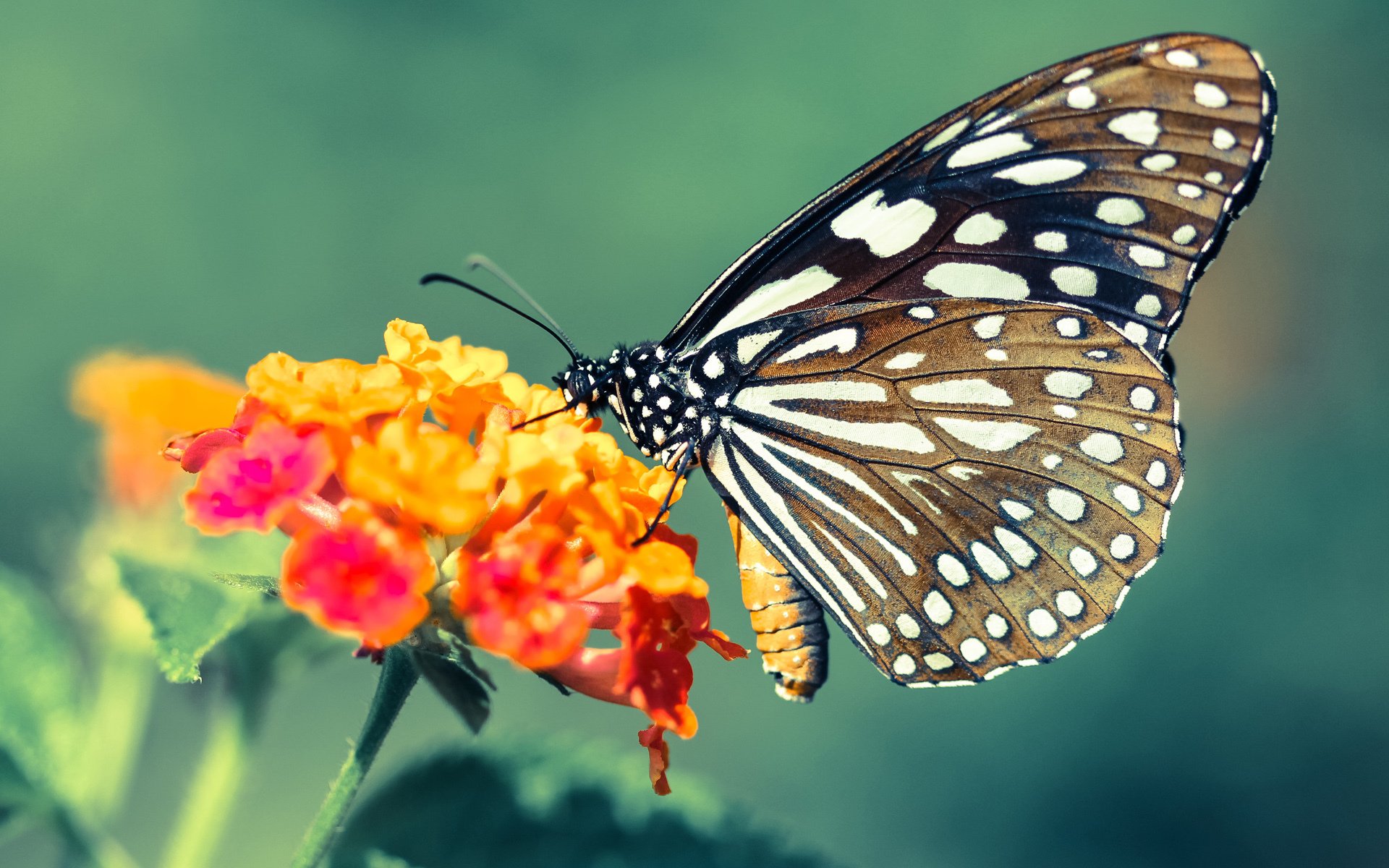 爱游戏官方-从年终总决赛到戴维斯杯，鲁德如何将遗憾炼成火焰，点燃团队战场