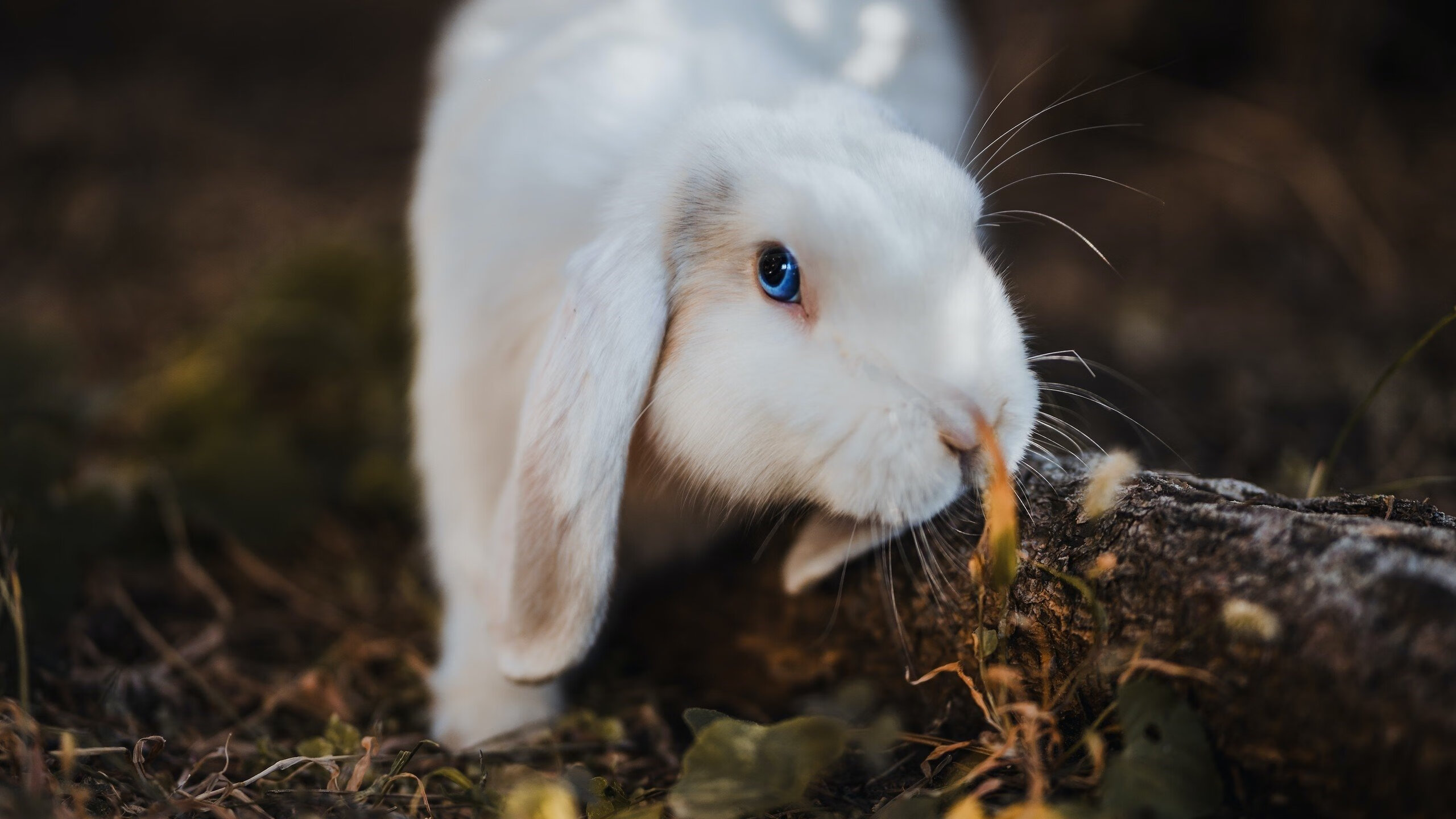 淘汰赛基因,刻在骨子里的库里式统治与辽宁式过关