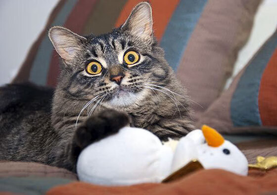 方案(扩展思维)