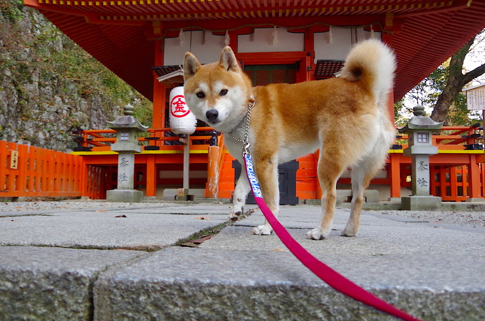 被高估的王者，被低估的胜利，当利拉德照亮败局，凯尔特人沉默晋级