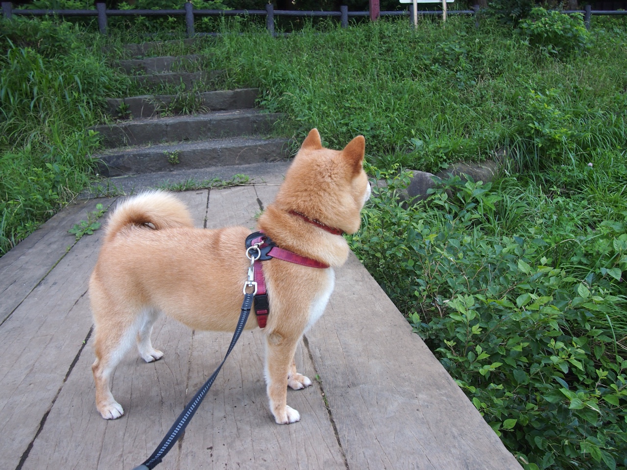德意志战车以严谨碾过永恒之城，德里赫特成为攻防节拍器