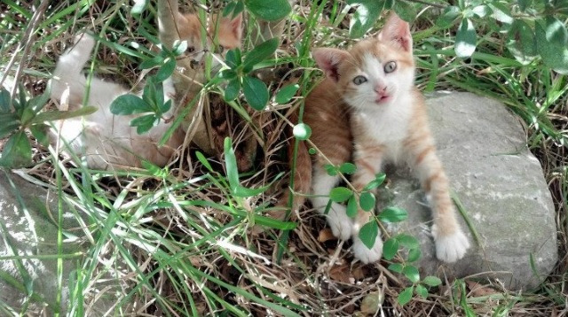 夜幕下的绝对统治，塔图姆在F1街道赛之夜提前终结悬念