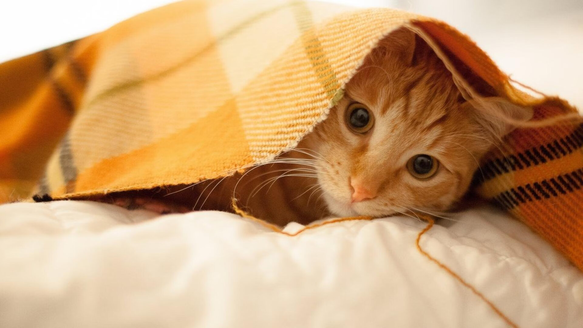 霍勒迪关键先生闪耀，马刺末节发力粉碎灰熊