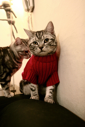 末节之王，东契奇19分封神战改写奥运资格格局