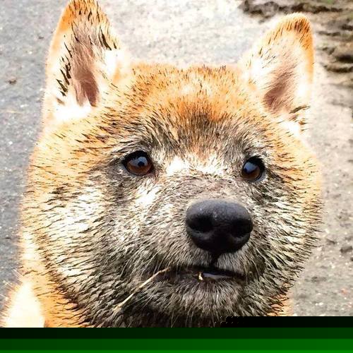 荣耀独行侠与末路军团,马克西里程碑之夜被黄蜂绝杀染上悲情