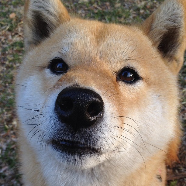 詹姆斯爆发一打五,猛龙却用无詹姆斯战术强势拿下绿军