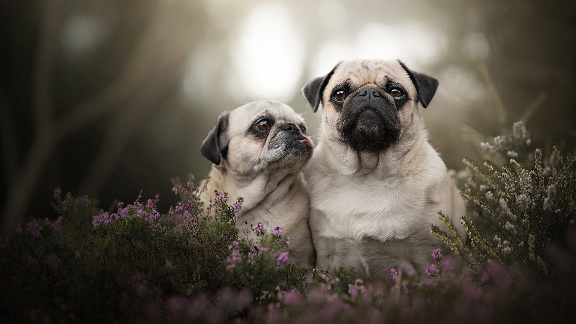 爱游戏APP-篮球场上上演欧冠淘汰赛，当哈登式接管在雷霆掀翻鹈鹕的夜晚降临