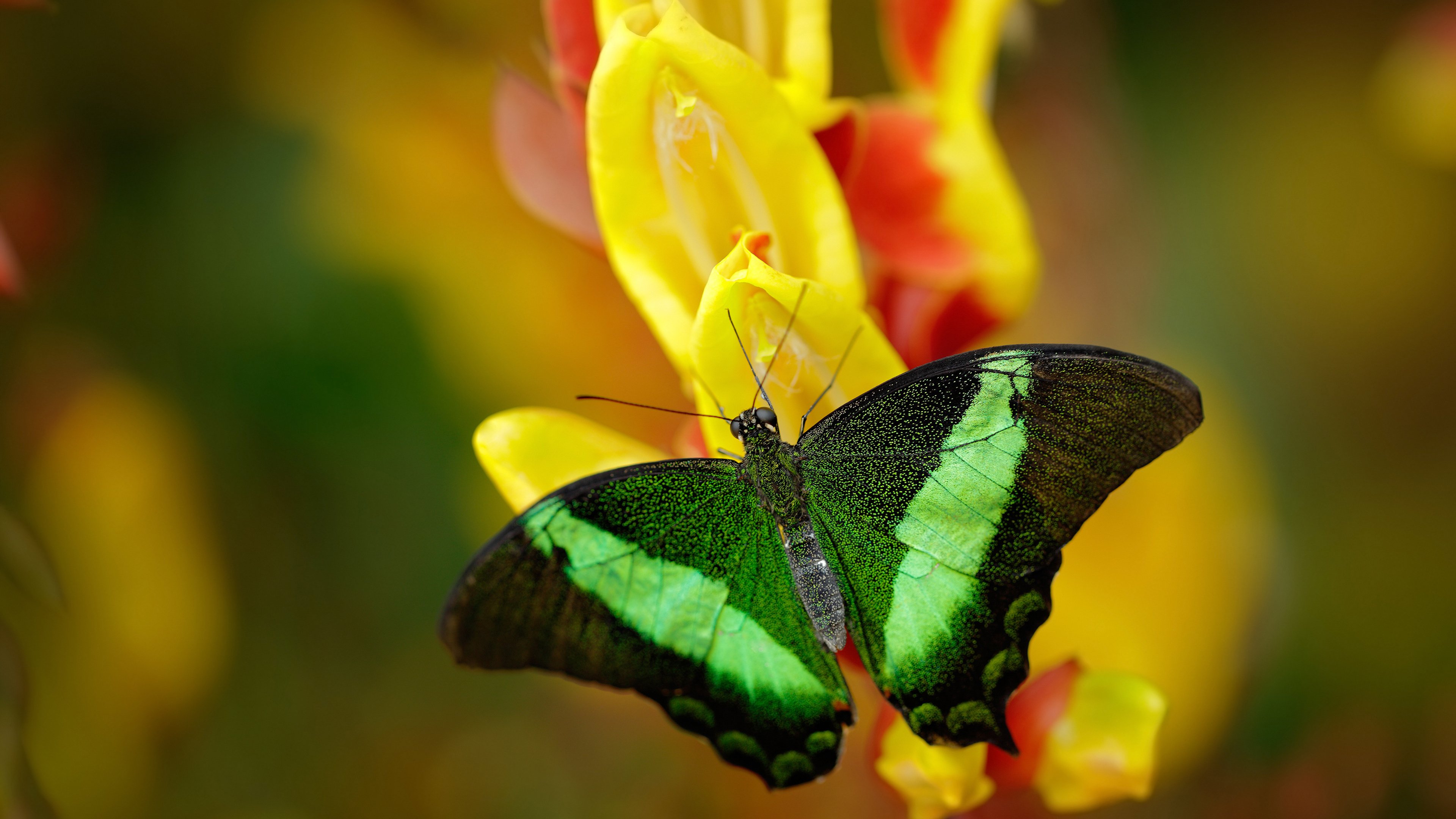 爱游戏官网-防守锁死与攻势冲垮，维尼修斯与佛罗伦萨的胜利之道