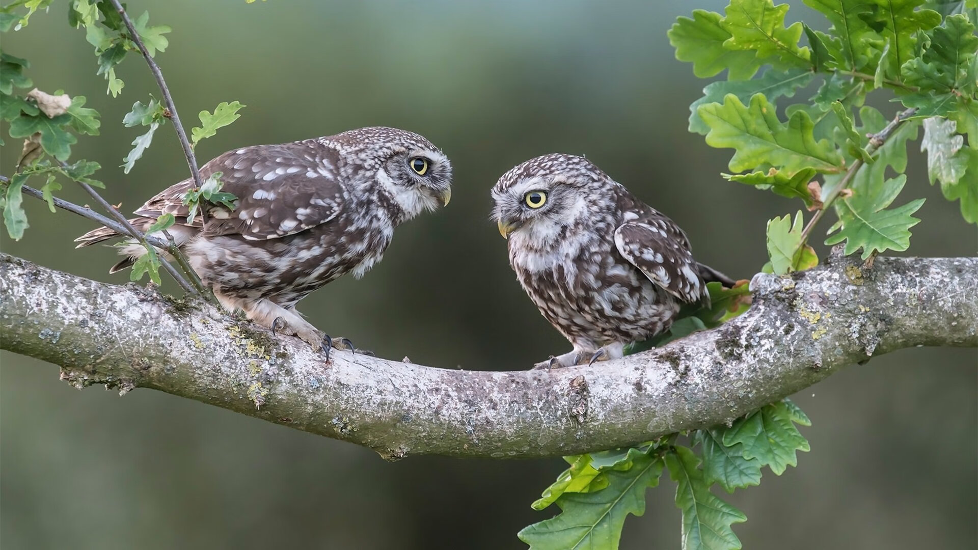 爱游戏tv-唯一性的交织，从乌克兰带走伊拉克到阿坎吉末节接管比赛
