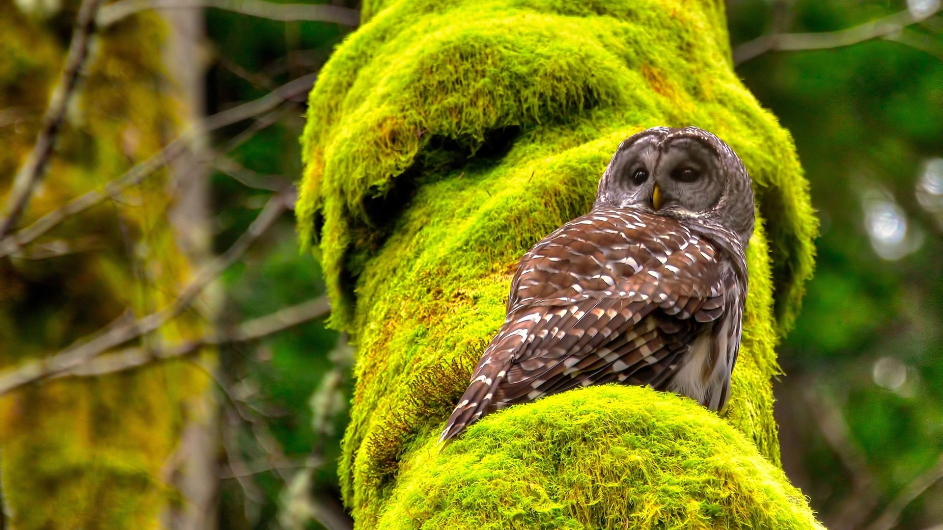 爱游戏在线-当查干湖遇见明尼苏达，一场乌龙茶香漫过的年度焦点之战