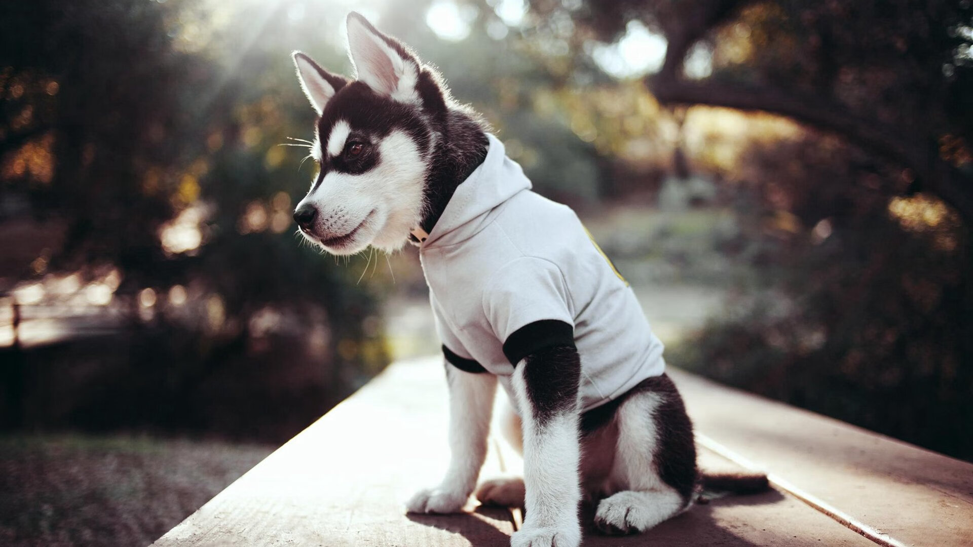 当一个篮球灵魂闯入足球圣殿,2026世界杯之夜,库里如何点亮了另一个世界的星空