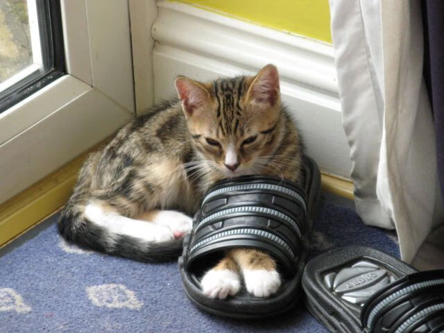 绝境孤星，他一人撕裂高原的夜幕—阿尔瓦雷斯扛着哥斯达黎加绝杀苏格兰