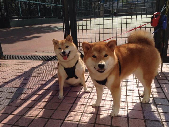 爱游戏-当引擎轰鸣遇见蓝月出鞘，阿圭罗在F1街道赛之夜的非典型个人秀