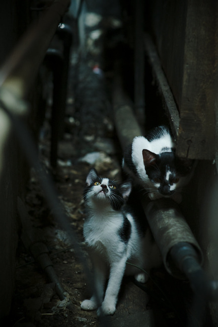 防守悍将的致命一击，戈贝尔关键时刻罚球定乾坤