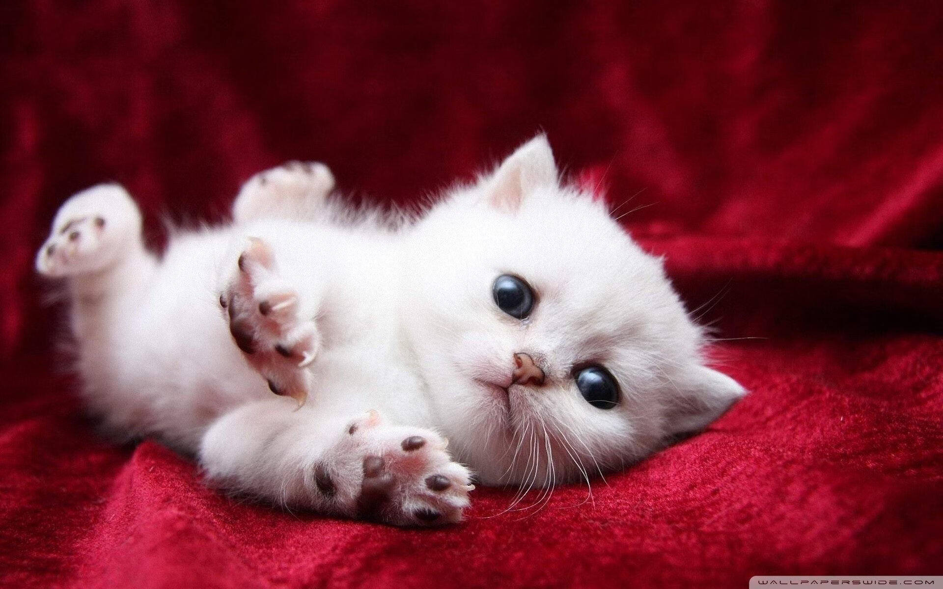 唯一站出来的人，莫兰特一锤定音，爵士提前终结独行侠悬念