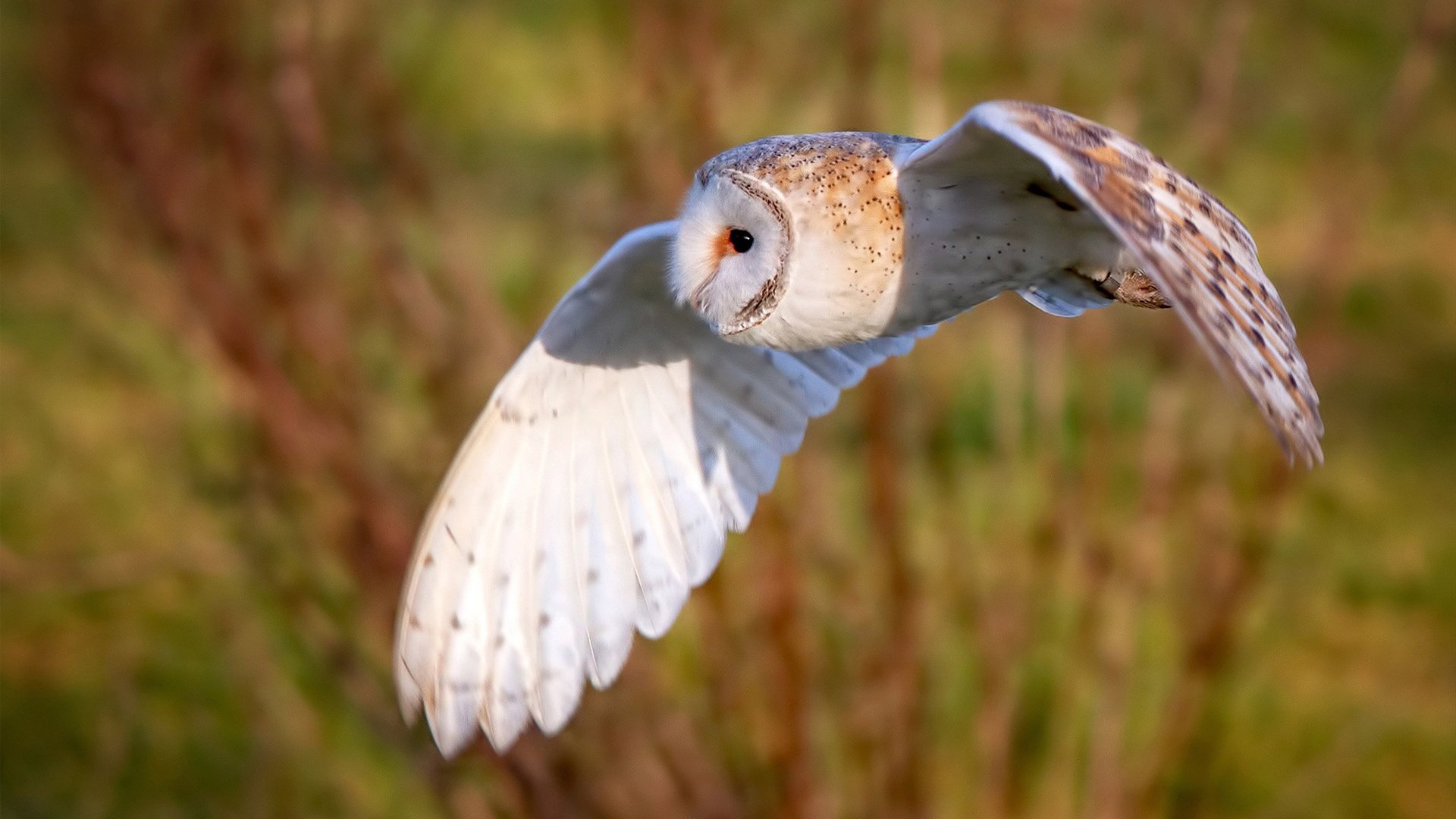 黑暗中的一声惊雷，勒沃库森之夜，被压垮的脊梁如何顶起山岳