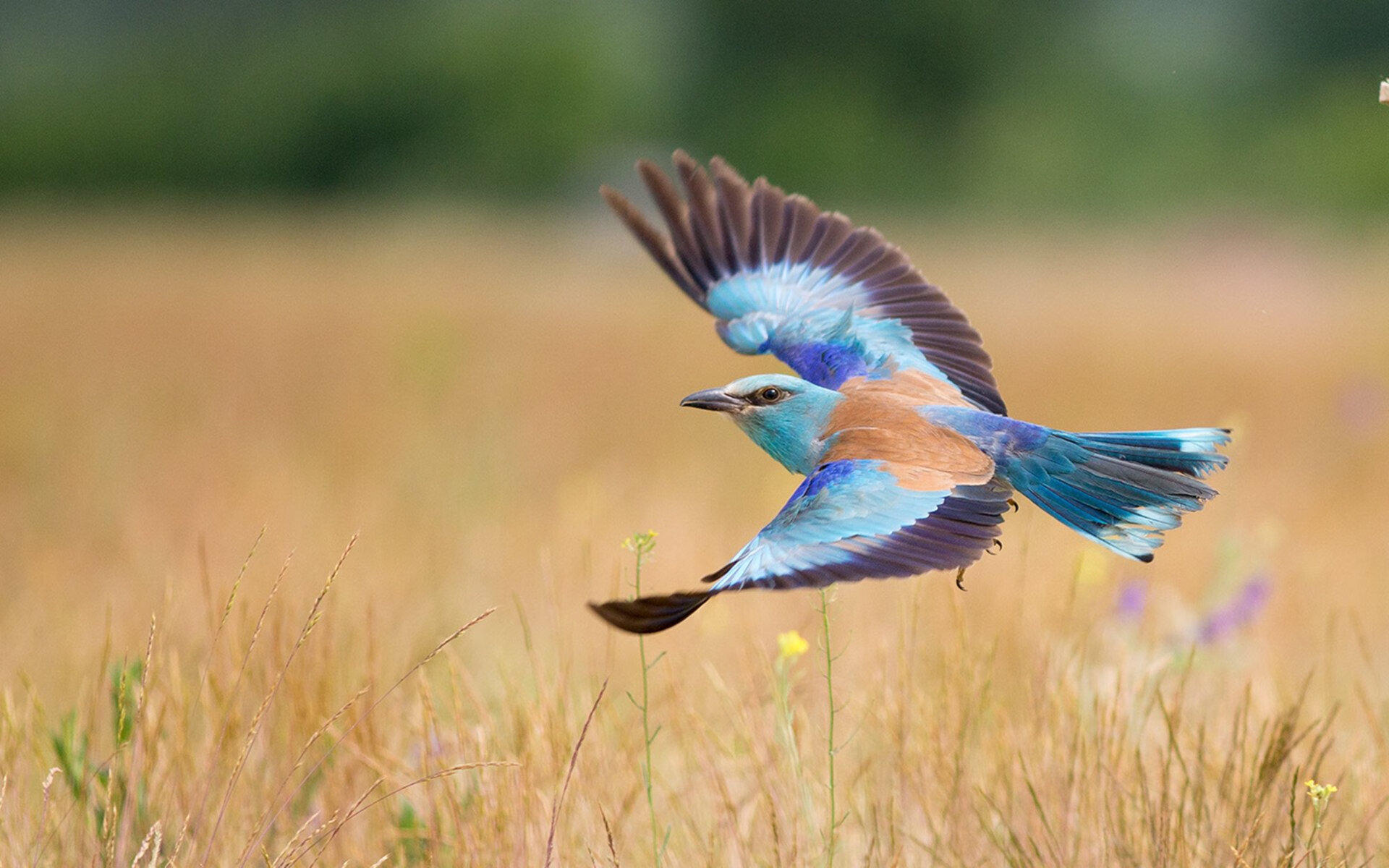 沙漠风暴席卷橙衣军团，内马尔末节魔法助沙特历史性击溃荷兰