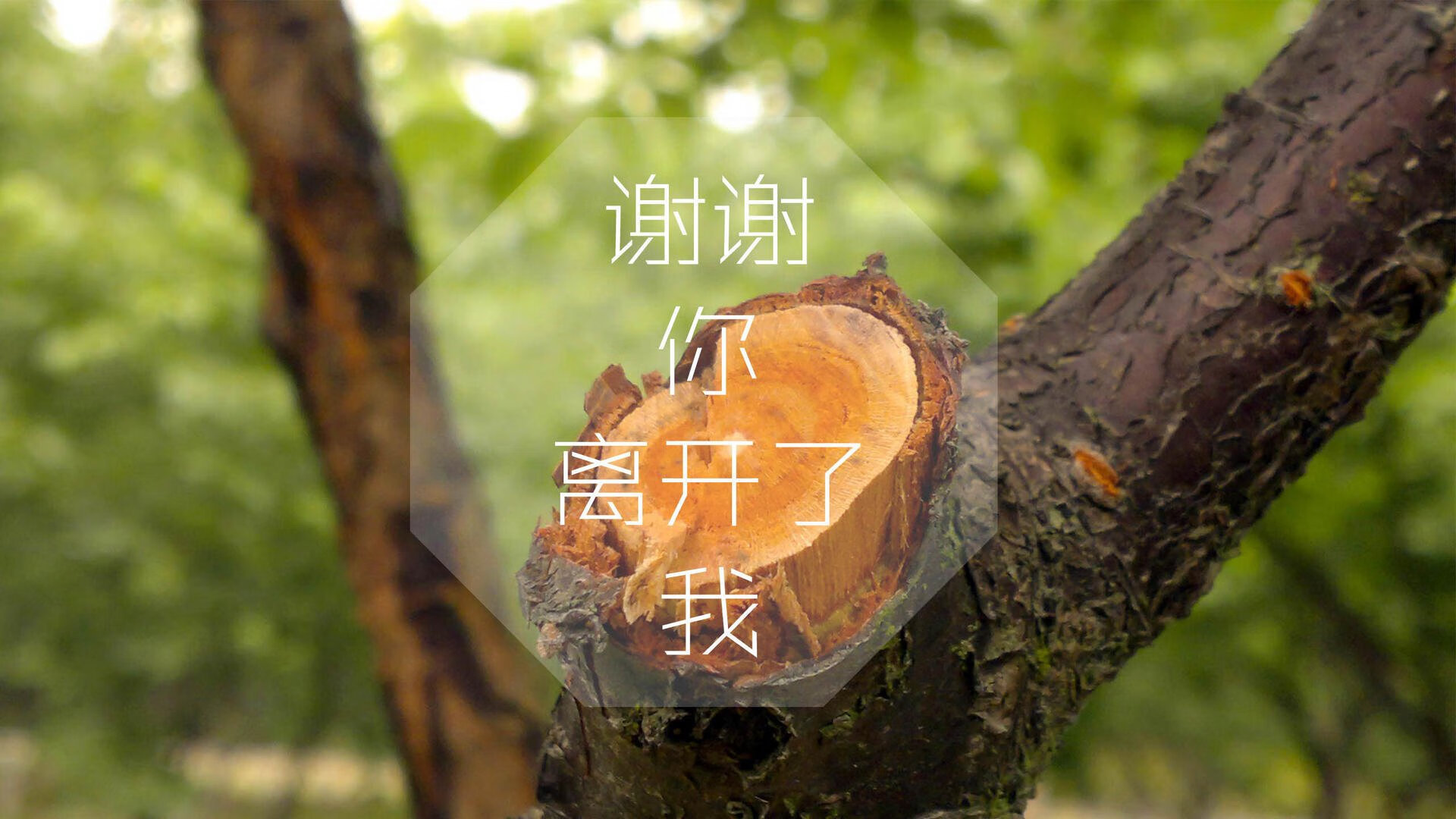 逆转·救赎,2026,哈基米的刀锋划破阿根廷的夜空